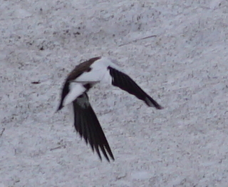 White-winged Snowfinch