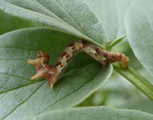 Erannis defoliaria