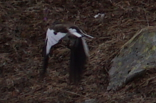 White-winged Snowfinch