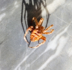 Araneus diadematus