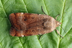 Noctua interposita
