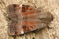 Noctua interposita
