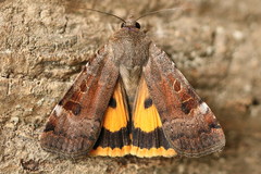 Noctua interposita