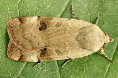 Noctua interposita