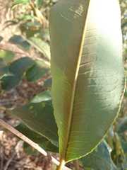 Mabea fistulifera