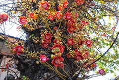 Couroupita guianensis