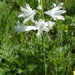St Bruno's Lily - Photo (c) Dragonfyre, some rights reserved (CC BY-NC), uploaded by Dragonfyre