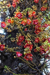 Couroupita guianensis