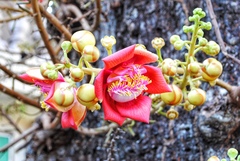 Couroupita guianensis