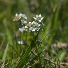 Alepidea