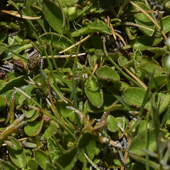 Alepidea