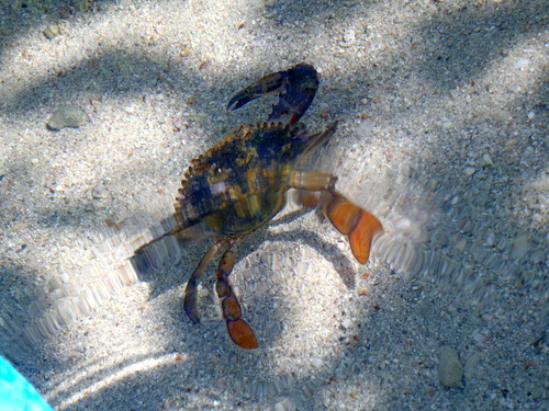 Callinectes larvatus