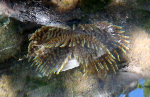Sabellastarte magnifica