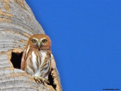 Glaucidium brasilianum