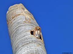 Glaucidium brasilianum