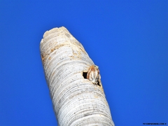 Glaucidium brasilianum