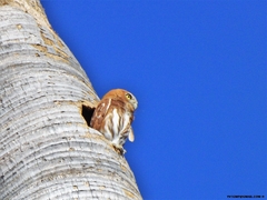 Glaucidium brasilianum