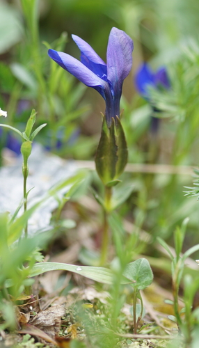 spring gentian