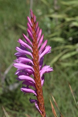 Watsonia densiflora