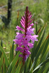 Watsonia densiflora