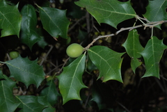 Hyperbaena ilicifolia