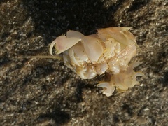 Lepidopa benedicti