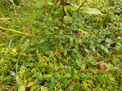 Exobasidium rostrupii