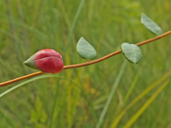 Exobasidium rostrupii