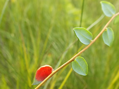 Exobasidium rostrupii