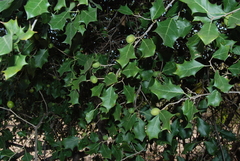 Hyperbaena ilicifolia