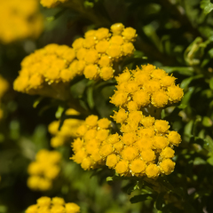 Helichrysum trilineatum