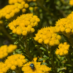 Helichrysum trilineatum