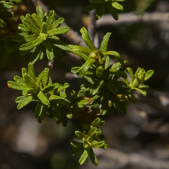 Helichrysum trilineatum