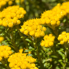 Helichrysum trilineatum