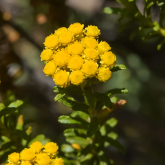 Helichrysum trilineatum