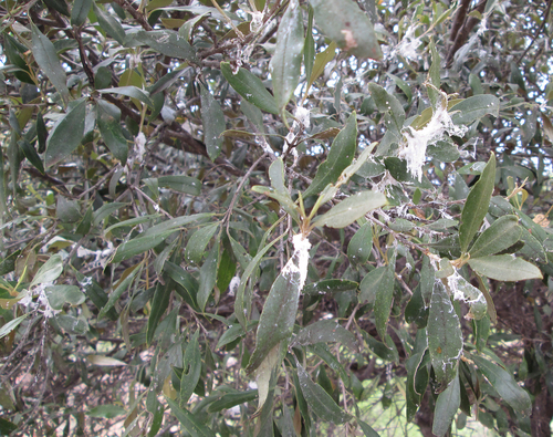 Olea europaea subsp. cuspidata image