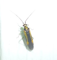 Orthotylus submarginatus