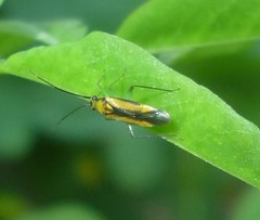 Orthotylus submarginatus