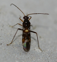 Sericophanes heidemanni