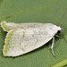 Earias vernana - Photo (c) Paolo Mazzei, some rights reserved (CC BY-NC), uploaded by Paolo Mazzei