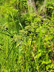 Slender Umbrella Sedge (Cyperus distinctus)