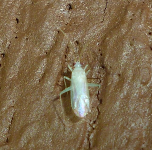 Blepharidopterus provancheri photo 2