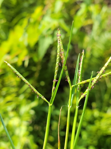 Seashore paspalum (Paspalum vaginatum)