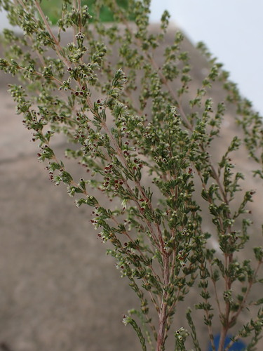 Image of Erica klotzschii by (c) Ren Hoekstra, some rights reserved (CC BY)