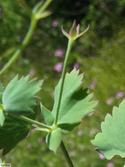 Pelargonium patulum