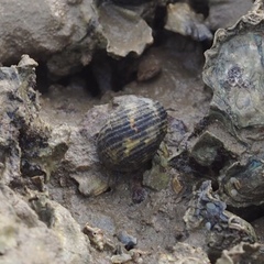 Nerita chamaeleon