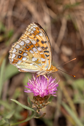 High Brown Fritillary, Huesca, España, photo 8 of 10