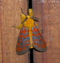 Mpanjaka gentilis