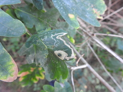 Phyllonorycter roboris