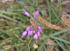 Allium carinatum pulchellum